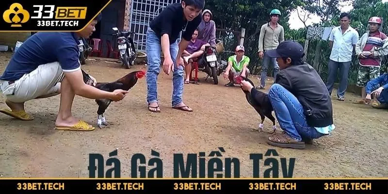Nguồn gốc cùng sự phát triển rực rỡ của đá gà miền Tây