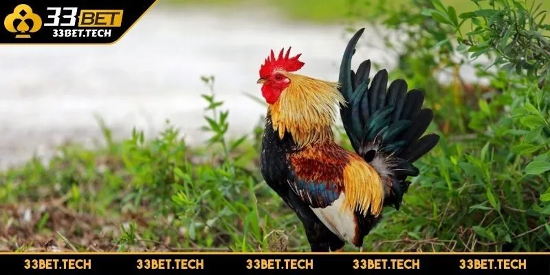 Tiêu chuẩn chọn chiến kê