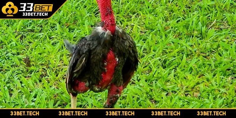Cách xem vảy gà tốt xấu nghệ thuật đỉnh cao