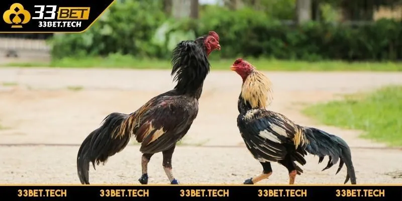 Hướng dẫn chi tiết cách tham gia