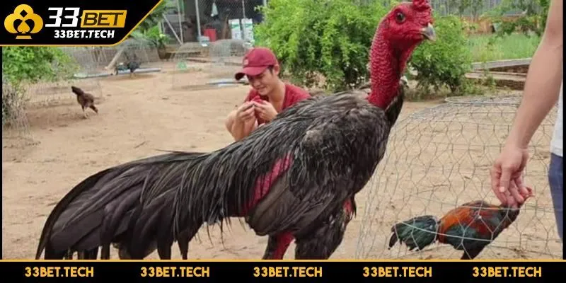 Đọc kèo và nắm vững tâm lý đám đông là kỹ năng cần thiết